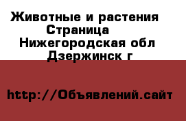  Животные и растения - Страница 11 . Нижегородская обл.,Дзержинск г.